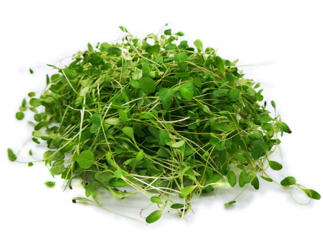 Alfalfa Microgreens 100gm