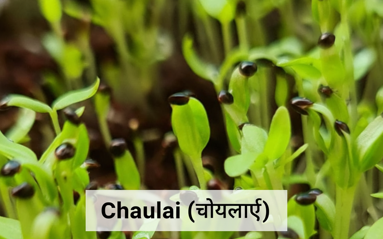 Amaranth Microgreens 100gm