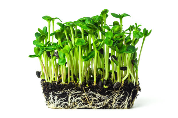 Sunflower (Surajmukhi) Microgreens 100gm