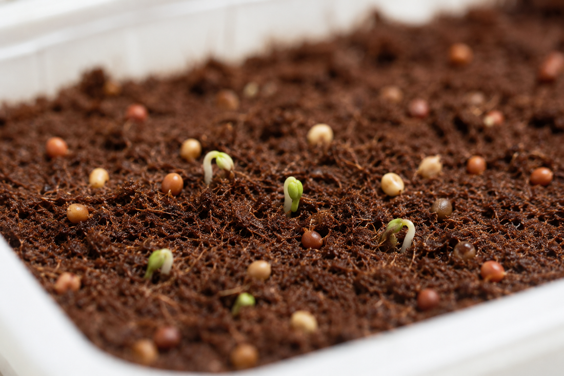 Why Are My Microgreen Seeds Not Germinating?
