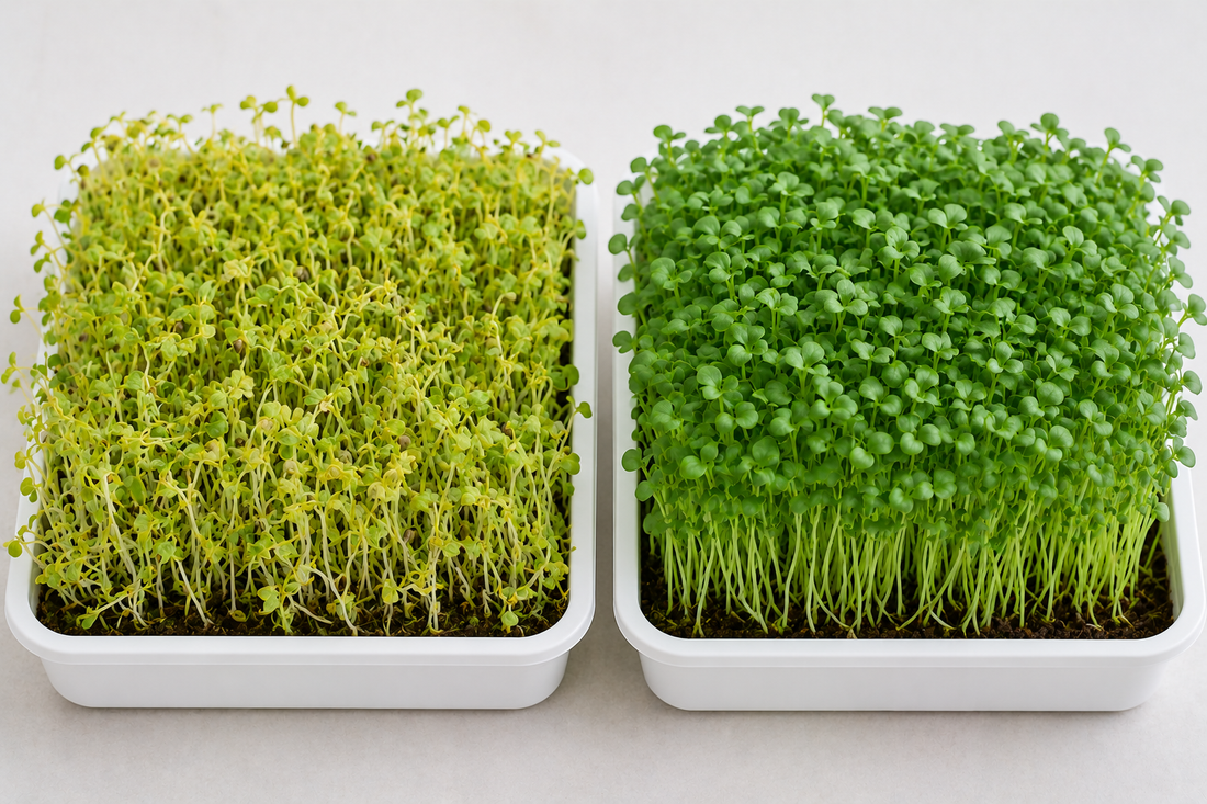 Why Are My Microgreens Turning Yellow?