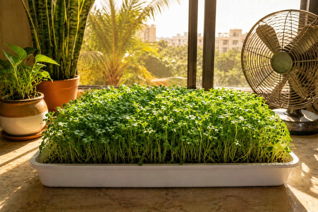 Best Microgreens to Grow in Indian Summer