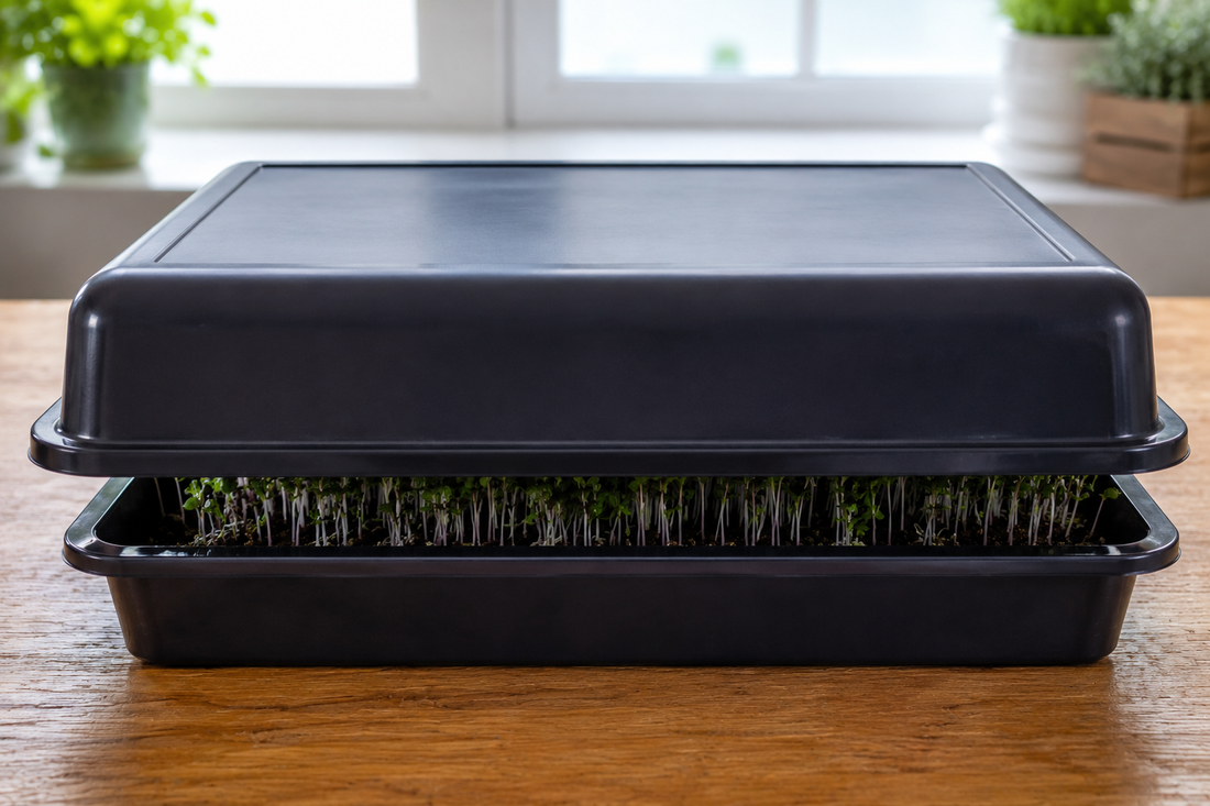 The Blackout Stage — Complete Guide for Microgreens Germination in India