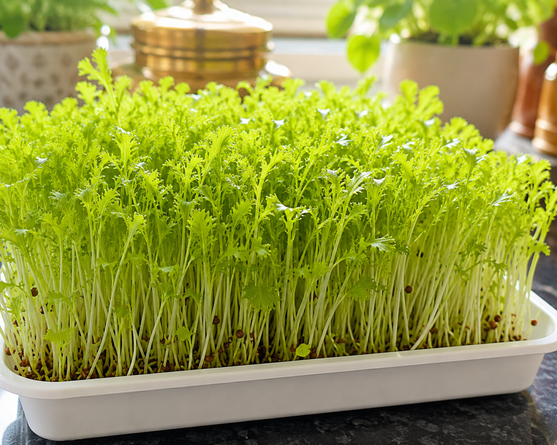 How to Grow Mustard Microgreens at Home in India