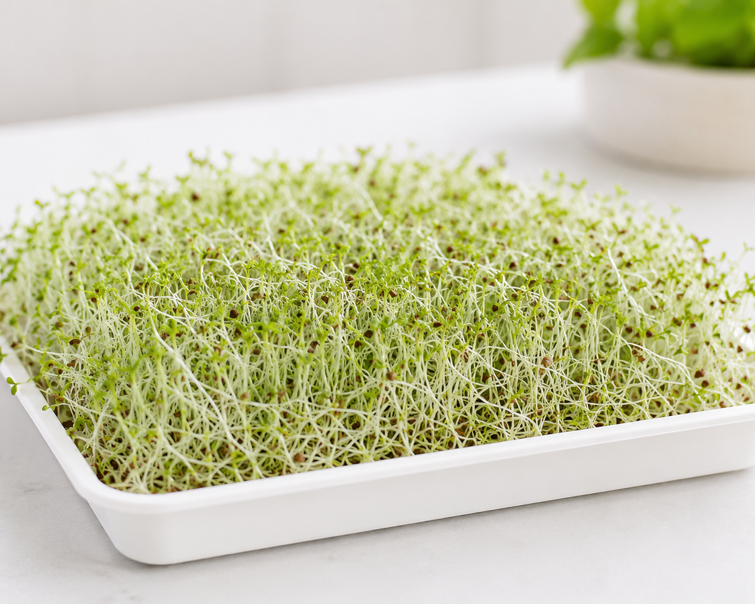 Alfalfa Microgreens Growing Guide — India