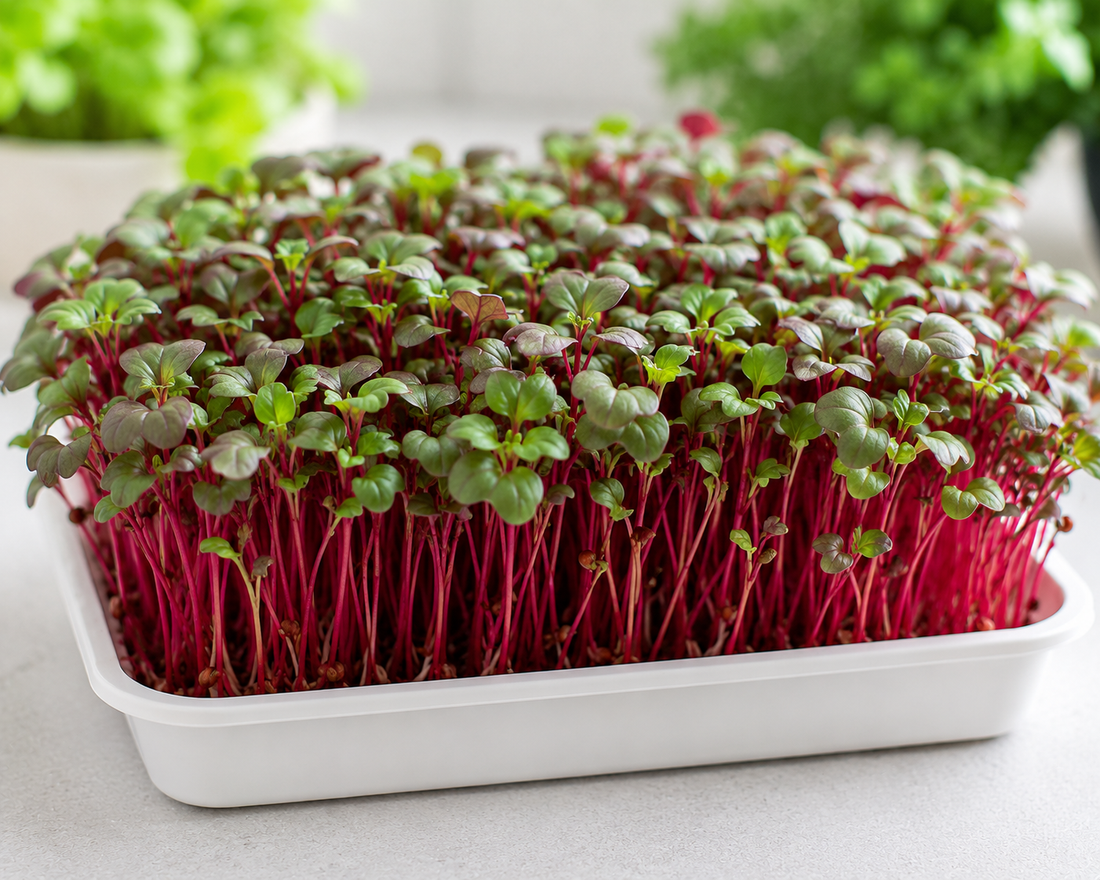 Amaranth Microgreens Growing Guide — India