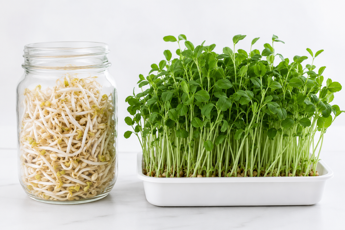 Sprouts vs Microgreens — What's the Difference and Which Is Better?