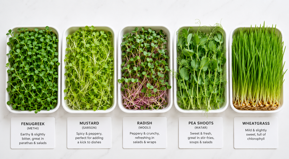 Best Microgreens for Beginners in India — 5 Easiest Varieties to Grow at Home