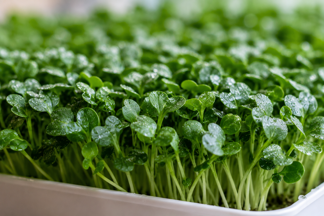 Broccoli Microgreens Growing Guide