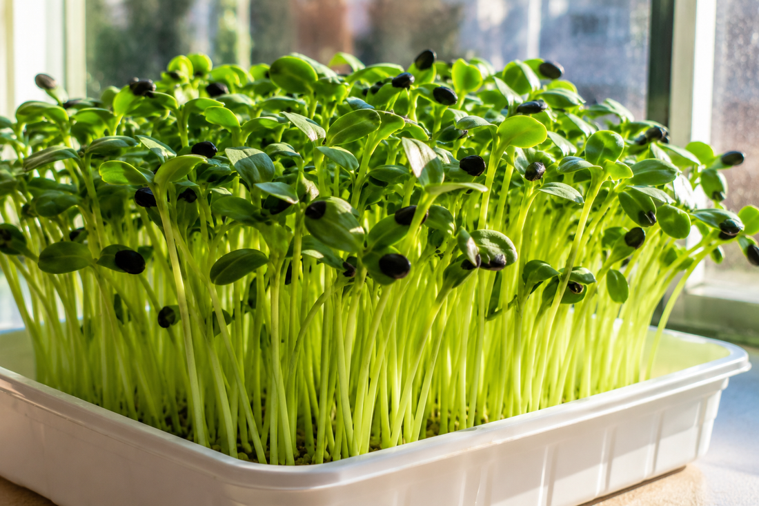 Sunflower Microgreens Growing Guide