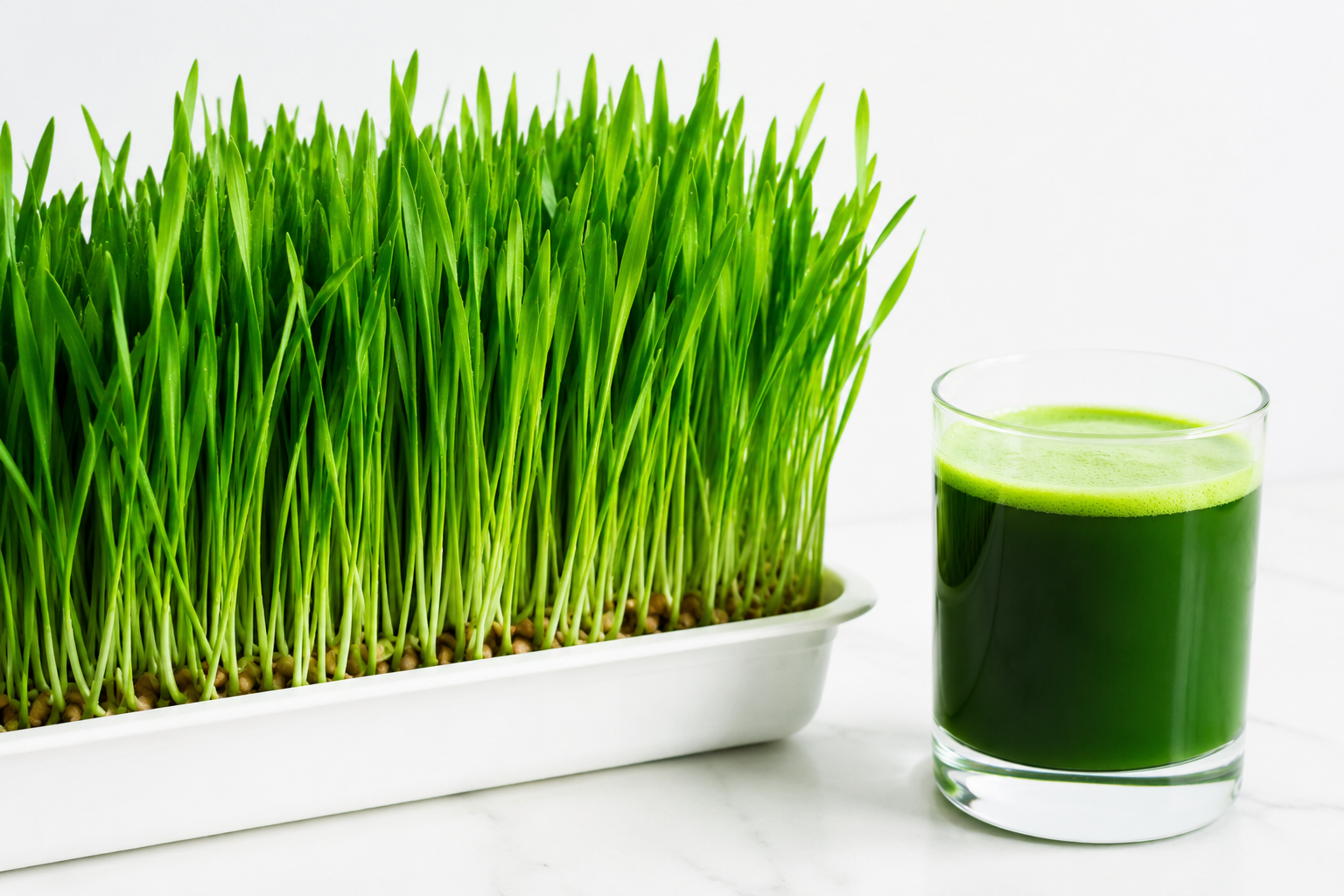 Wheatgrass Microgreens Growing Guide