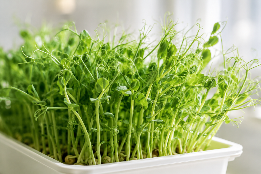 Pea Shoots Microgreens Growing Guide