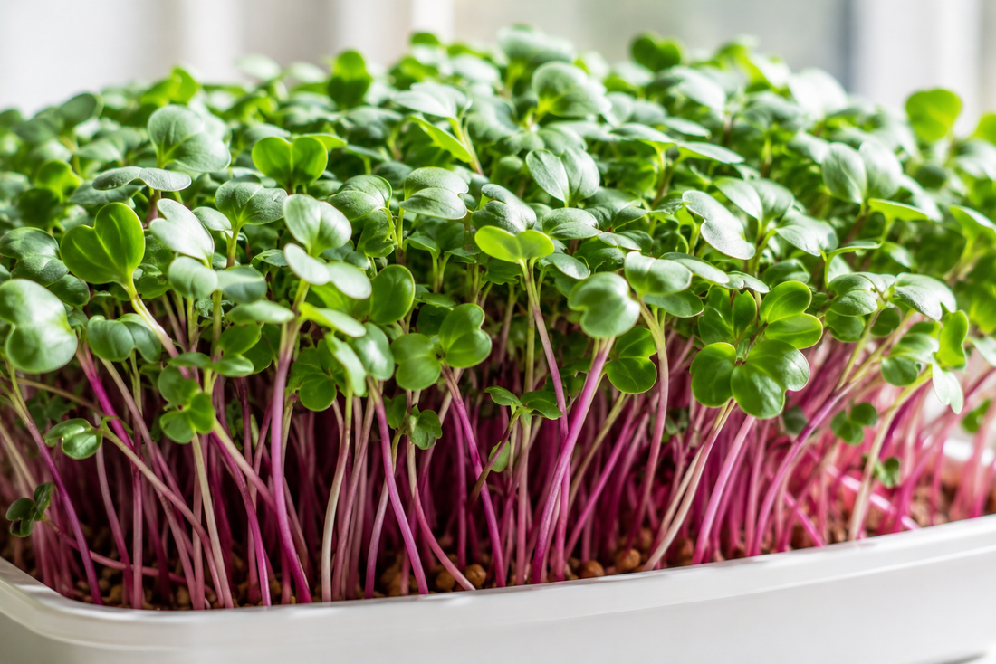Radish Microgreens Growing Guide