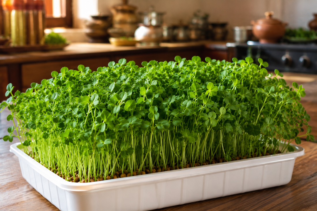 Fenugreek (Methi) Microgreens Growing Guide