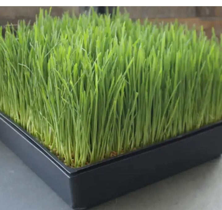 Microgreens fully grown in BageechaBox 10x10 tray – thick, lush, ready-to-harvest shoots