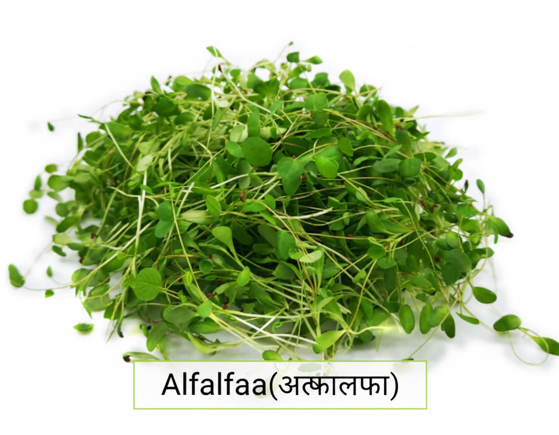 Fresh alfalfa microgreens grown at home – wispy green sprouts ready to harvest in 7 days