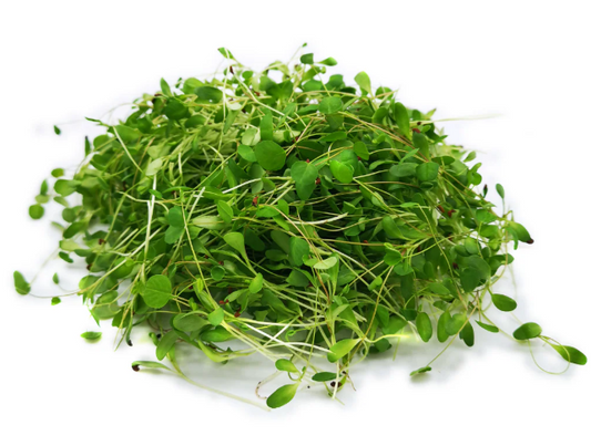 Alfalfa Microgreens 100gm