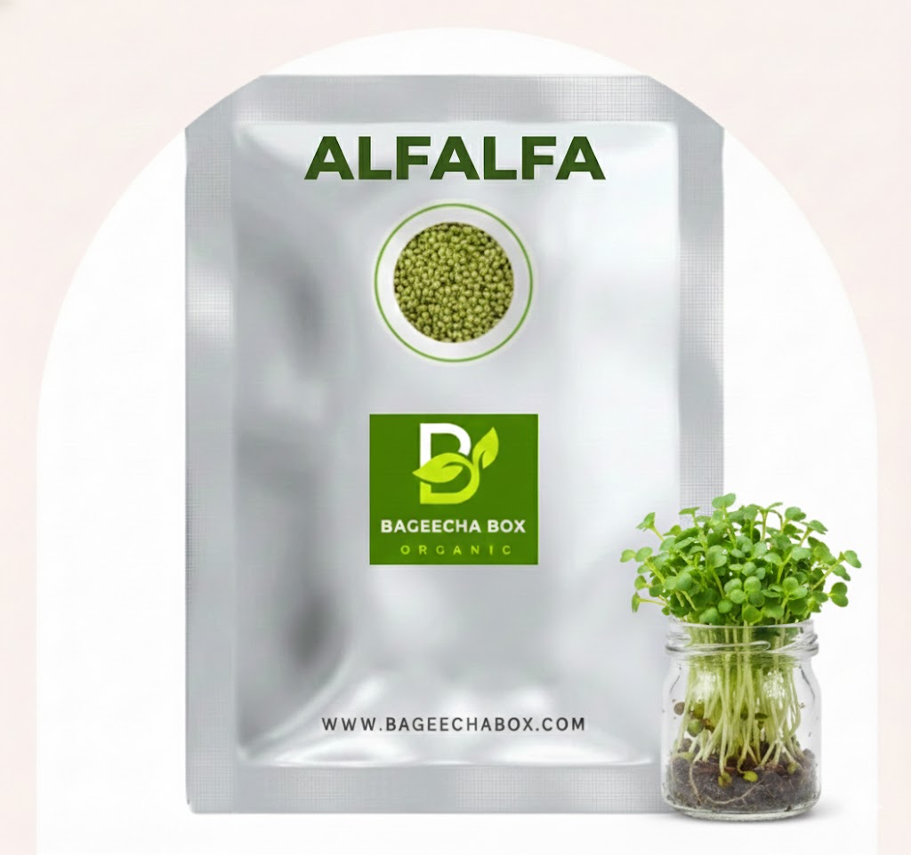 Alfalfa microgreen seeds – organic, non-GMO, chemical-free | Buy online India | BageechaBox