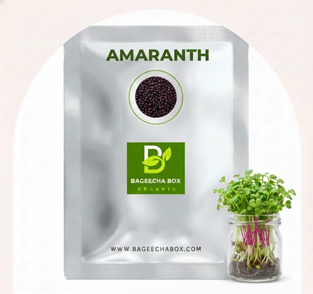 Amaranth microgreen seeds - organic red amaranth seeds for growing nutrient-rich microgreens