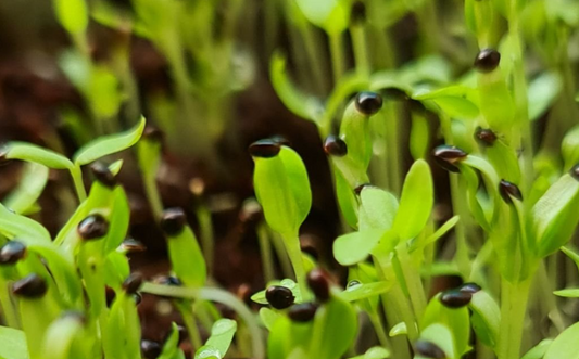 Amaranth Microgreens 100gm