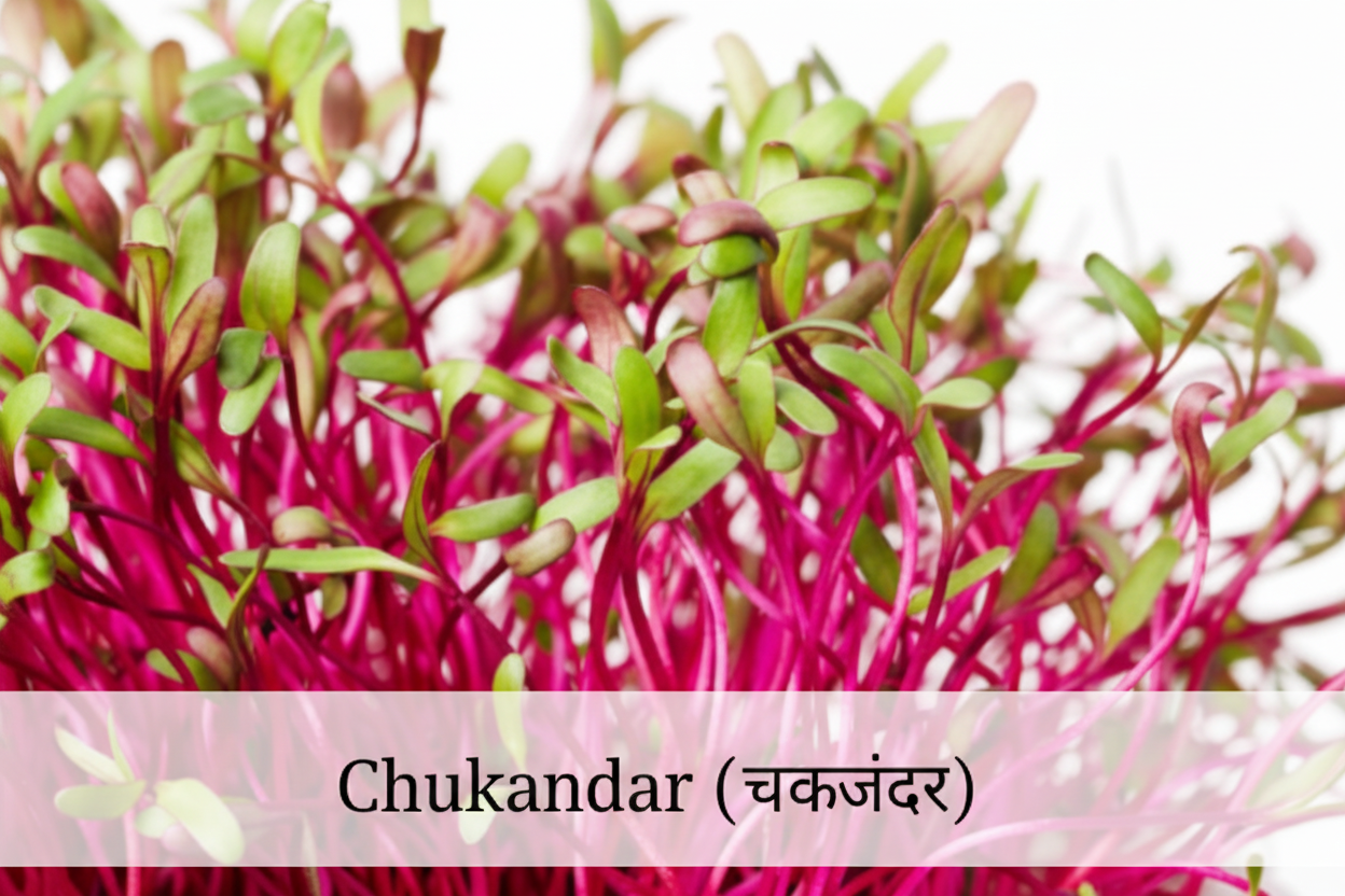 Fresh beetroot microgreens with deep red stems growing in tray – ready to harvest in 10 days