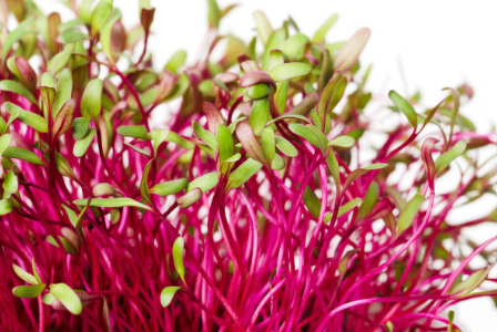Beetroot Microgreens 100gm