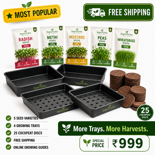 BageechaBox Beginner Plus Microgreens Kit – non-GMO radish, methi, mustard, peas and wheatgrass seeds with 4 growing trays, free shipping