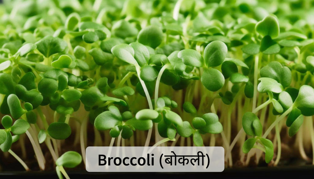 Broccoli microgreens seeds 40g – Non‑GMO, high germination
Broccoli microgreens growing in 10x10 tray – ready in 7–9 days
Fresh broccoli microgreens – delicate cotyledon leaves
Broccoli microgreens used in salads and smoothie bowls