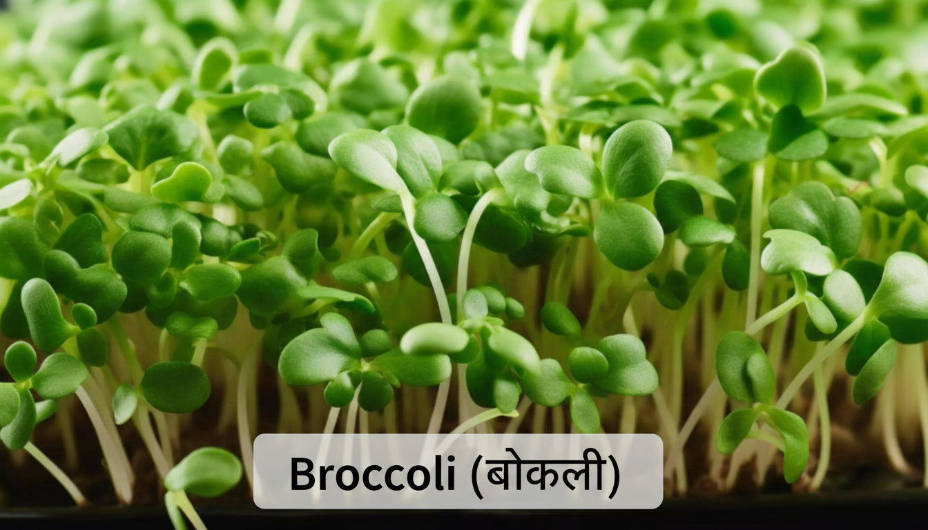 Broccoli microgreens seeds 40g – Non‑GMO, high germination
Broccoli microgreens growing in 10x10 tray – ready in 7–9 days
Fresh broccoli microgreens – delicate cotyledon leaves
Broccoli microgreens used in salads and smoothie bowls
