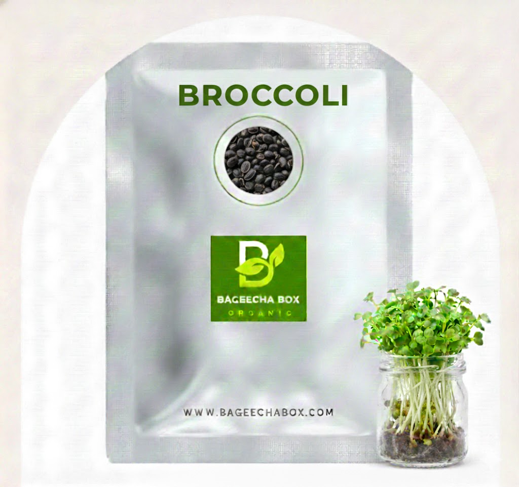Broccoli microgreen seeds – organic, non-GMO, sulforaphane-rich superfood | BageechaBox India