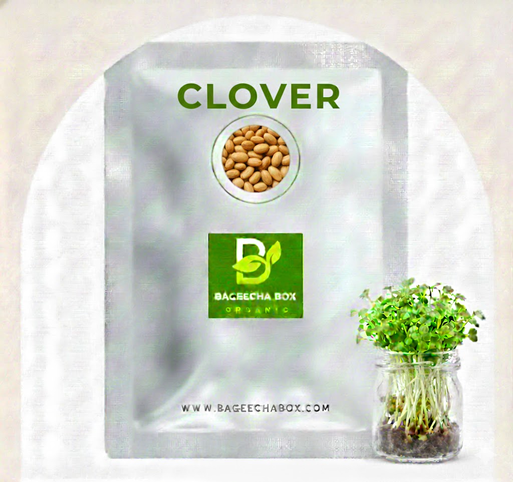 Clover microgreen seeds – organic, non-GMO, mild flavour | Grow at home India | BageechaBox