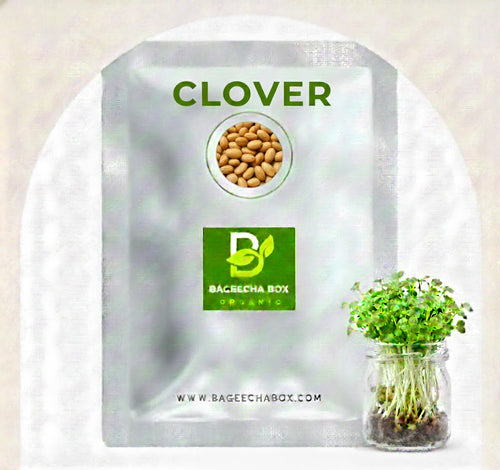 Clover microgreen seeds - organic clover seeds for growing mild-flavored microgreens