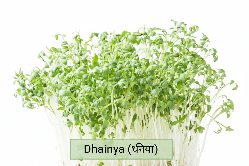 Coriander microgreens seeds – Non-GMO, chemical-free
Fresh coriander microgreens ready to harvest
Coriander microgreens growing in tray
Coriander microgreens for curries and salads