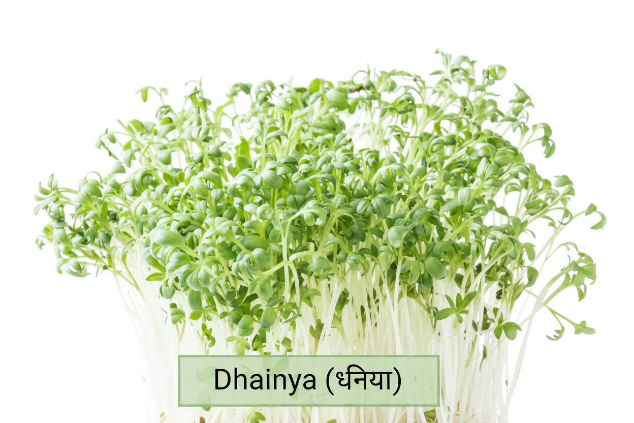 Coriander microgreens seeds – Non-GMO, chemical-free
Fresh coriander microgreens ready to harvest
Coriander microgreens growing in tray
Coriander microgreens for curries and salads