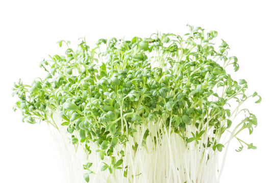 Coriander (Cilantro) Microgreens 100gm