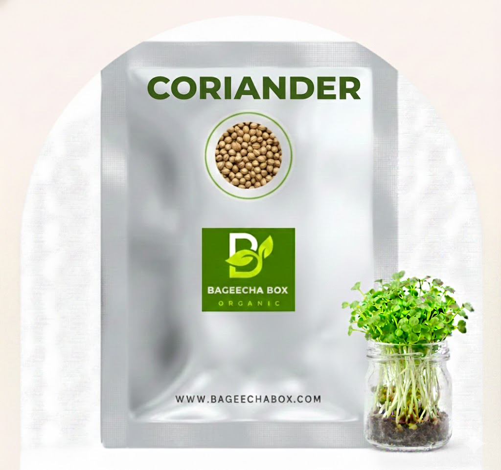 Coriander dhaniya microgreen seeds – organic cilantro seeds, non-GMO | BageechaBox India