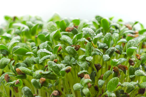 Fenugreek (Methi) Microgreens 100gm