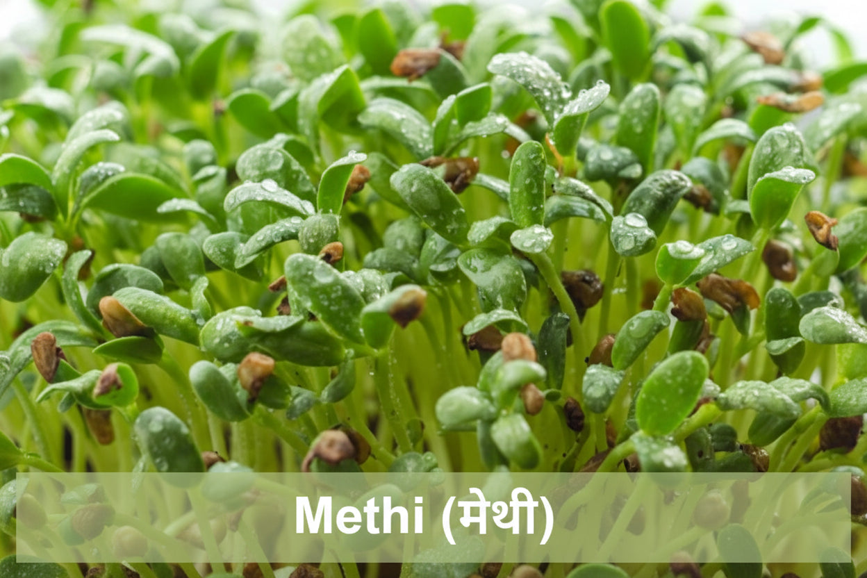 Fenugreek (methi) microgreens seeds – Non‑GMO, chemical‑free
Fenugreek microgreens growing in tray – beginner‑friendly
Fresh fenugreek microgreens ready to harvest
Methi microgreens used in curries and parathas