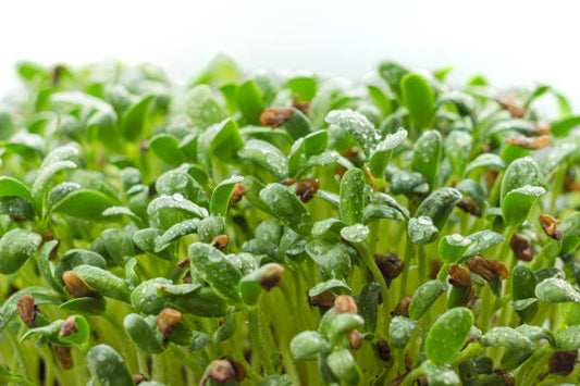 Fenugreek (Methi) Microgreens 100gm