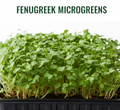 Order Fresh Microgreens Delhi, NCR, Home Delivery