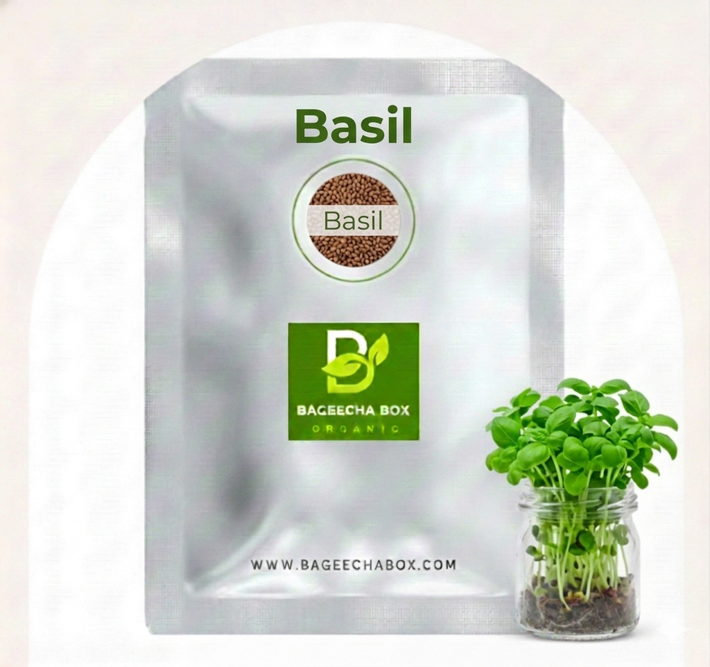 Basil microgreen seeds – organic, non-GMO, aromatic Italian basil | Grow at home India | BageechaBox