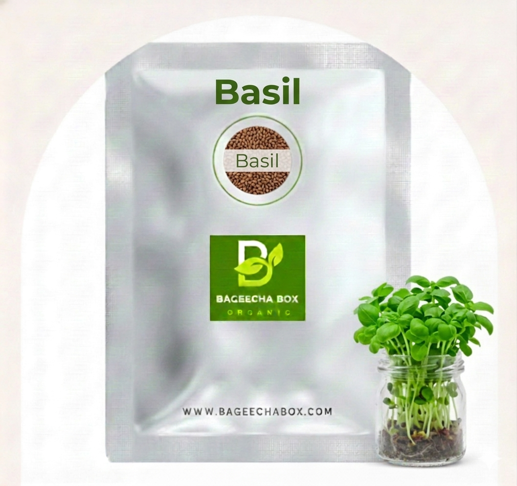 Basil microgreen seeds – organic, non-GMO, aromatic Italian basil | Grow at home India | BageechaBox