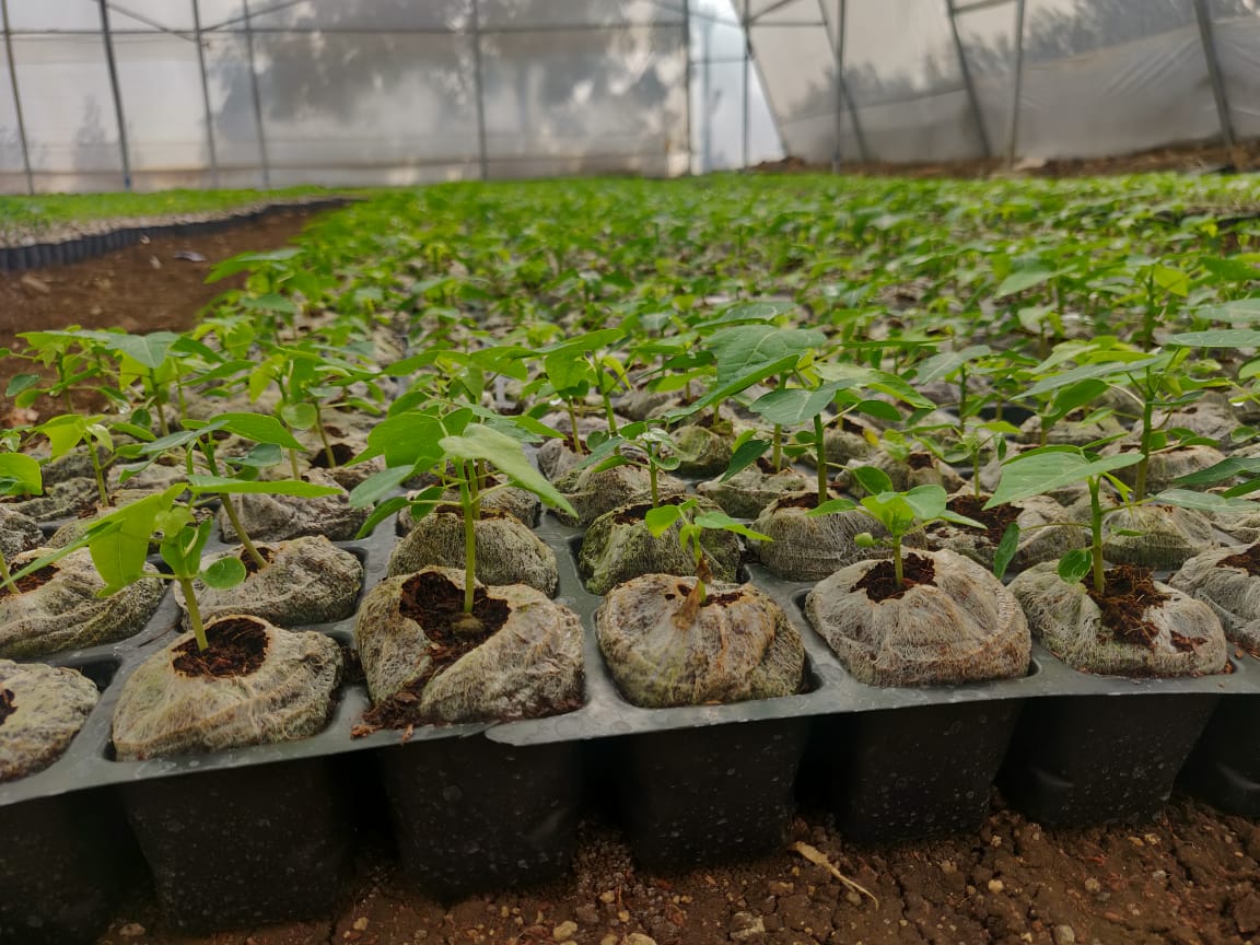 BageechaBox cocopeat disc farm setup – soilless growing medium for large-scale microgreen production