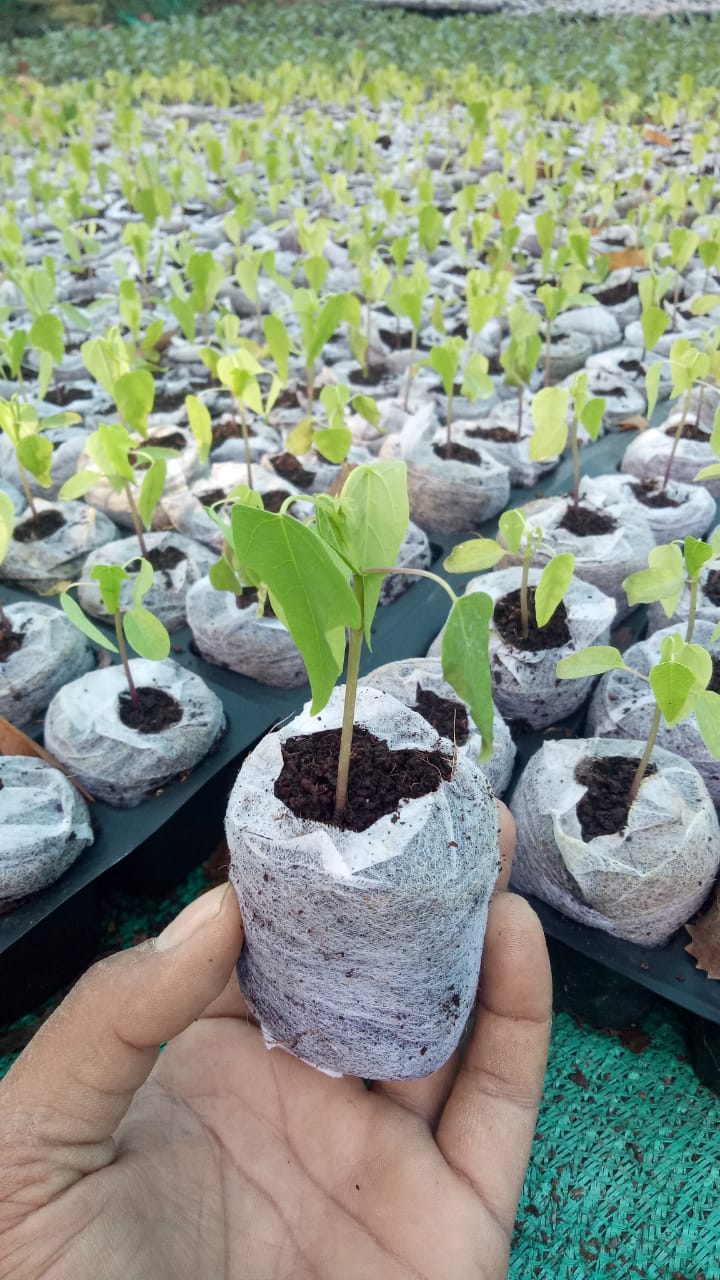 Cocopeat netted discs used in microgreen farm – consistent germination across multiple trays