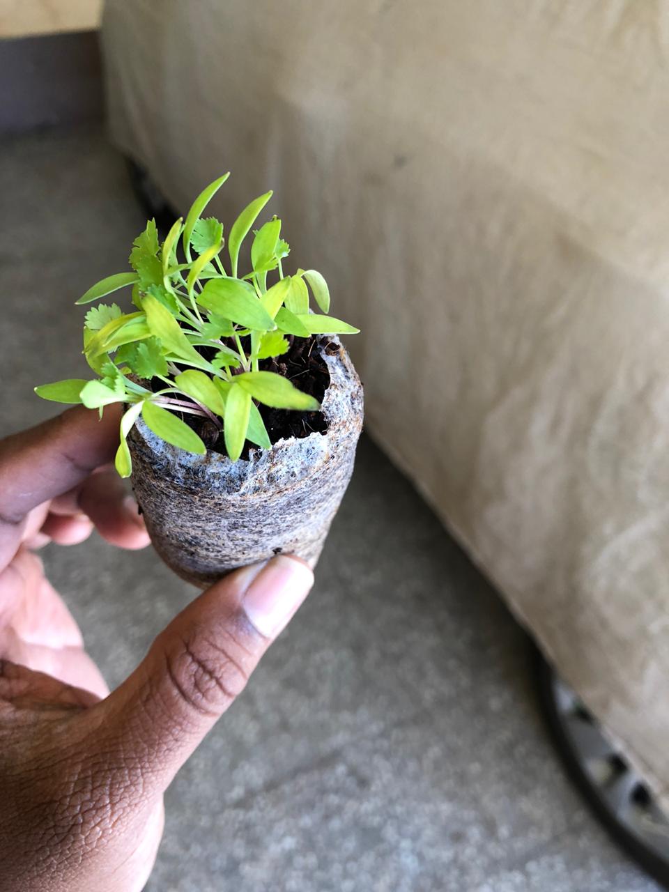 Cocopeat disc with seedling growing – ideal starter medium for microgreens and herbs India
