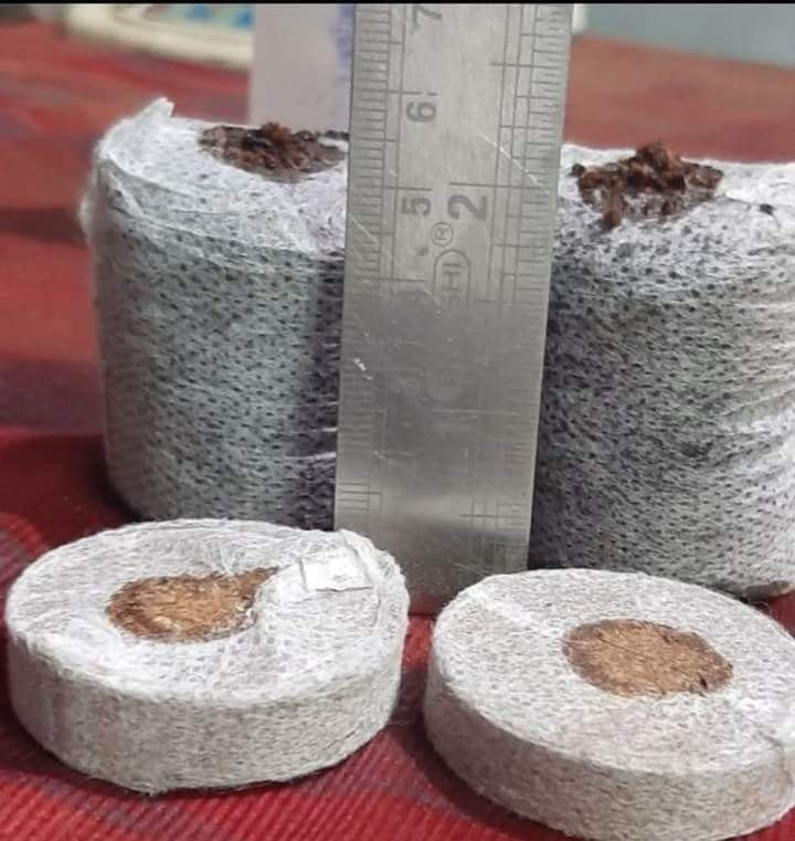 Expanded cocopeat netted disc 42mm – soilless growing medium showing full height after soaking