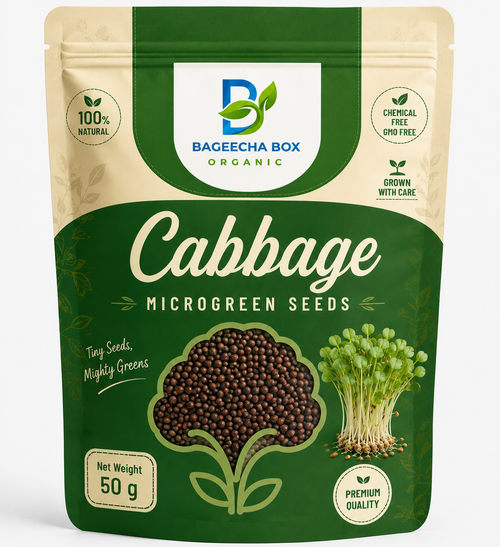Cabbage microgreen seeds – mild, versatile, easy-to-grow, non-GMO | BageechaBox