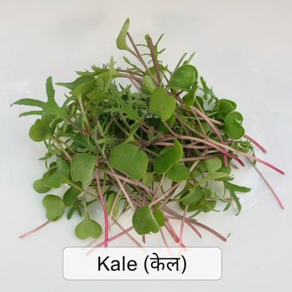 Fresh kale microgreens with tender shoots – high in vitamins C and K, ready to harvest in 8–10 days