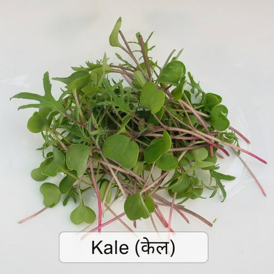Kale Microgreens - Kale Saag (40 Grams)