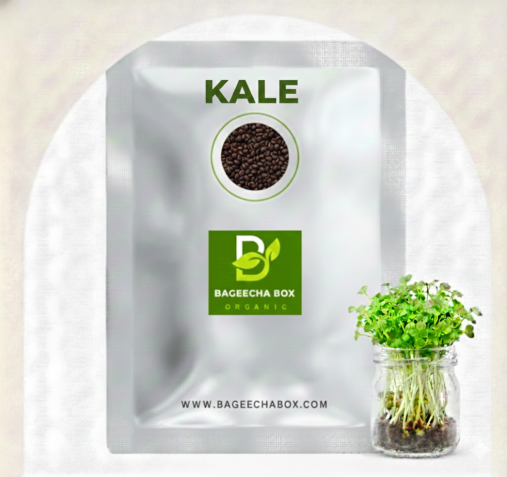 Kale microgreen seeds – organic superfood seeds, non-GMO, nutrient-dense | BageechaBox India